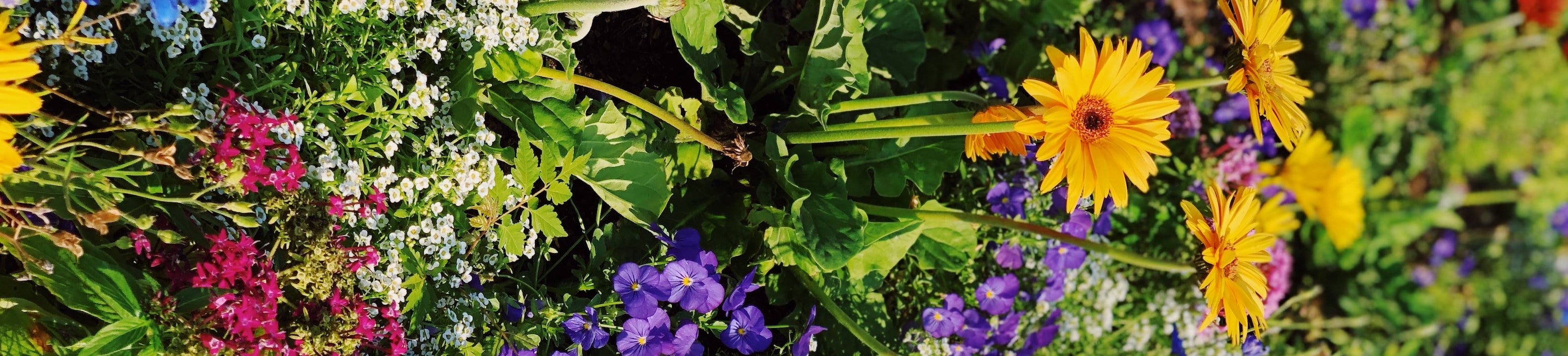 small colorful flowers