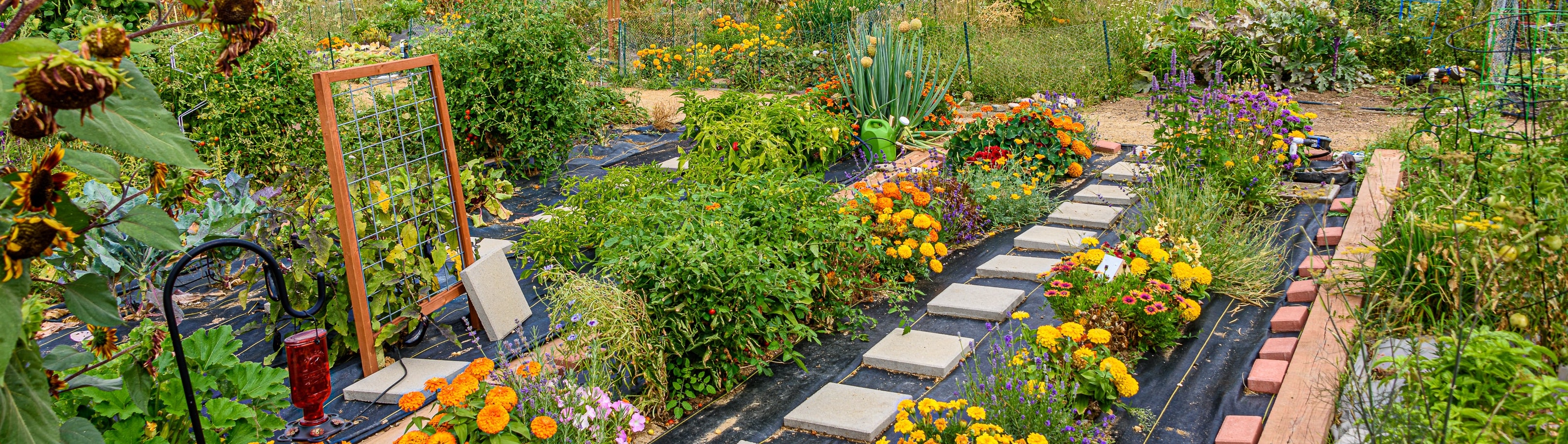 rows of colorful flowers