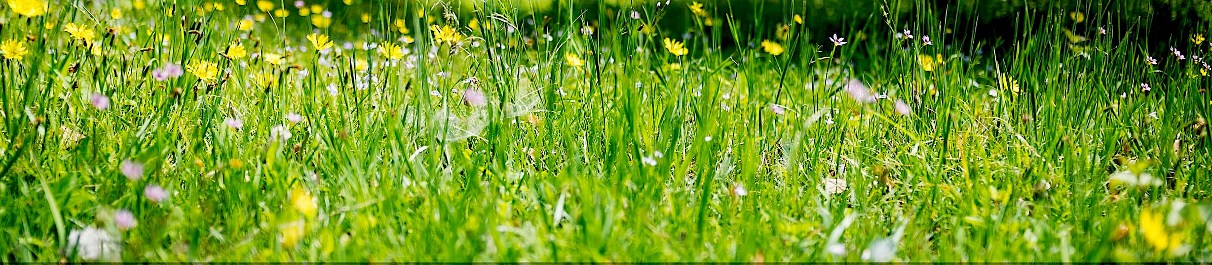 grass and small little flowers